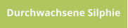 Durchwachsene Silphie
